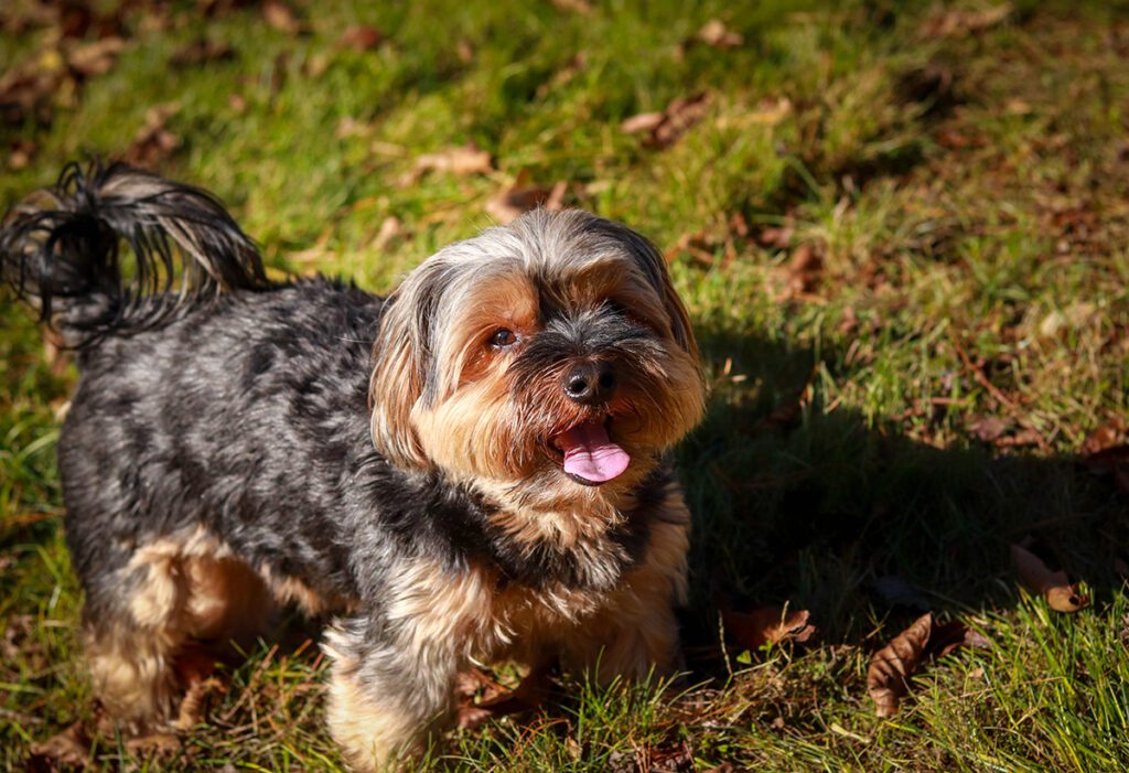 How to Adopt a Shorkie in Texas