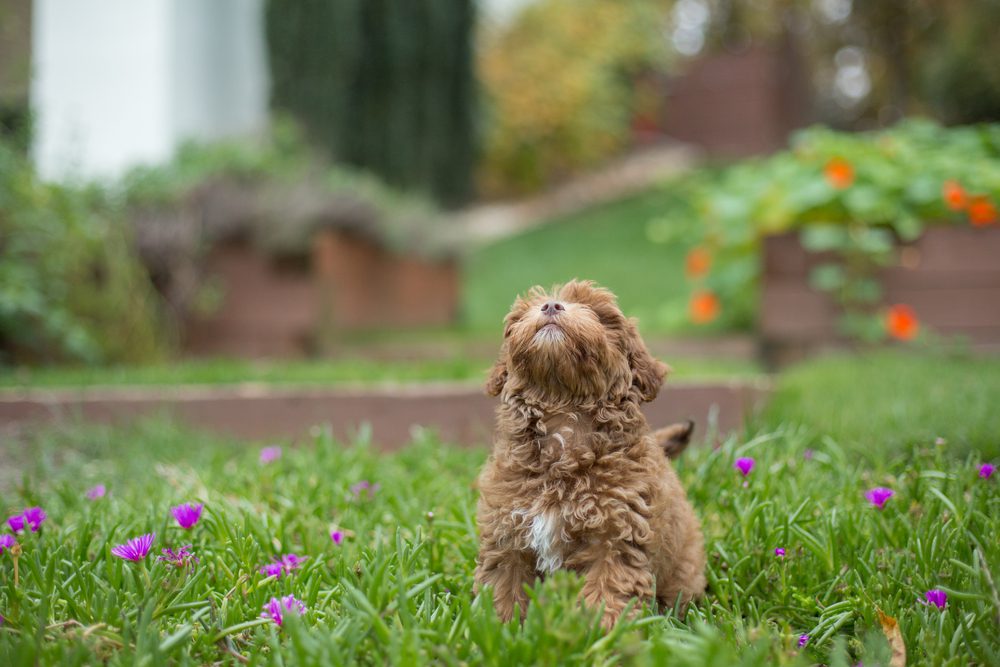 havapoo puppy looking at sky