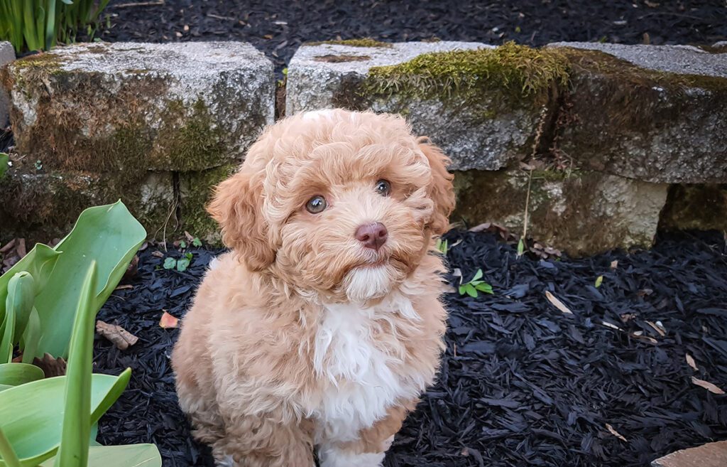 How to Adopt a Havapoo