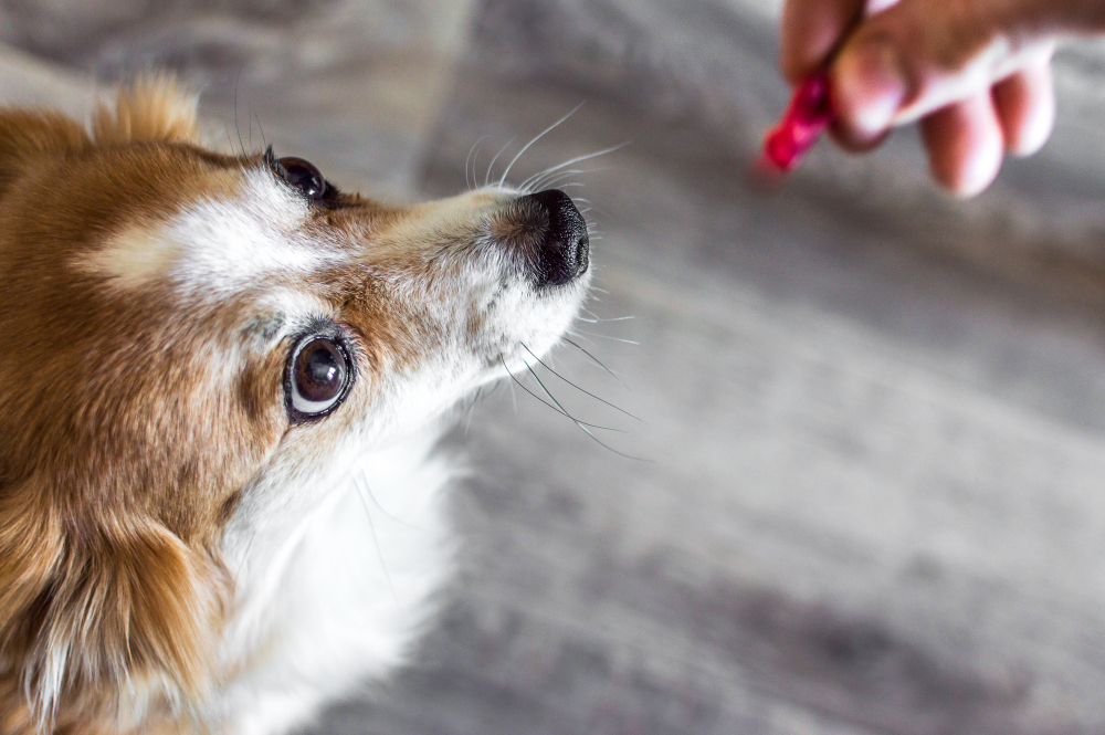 Focus Training - Teaching Your Dog to Look at You
