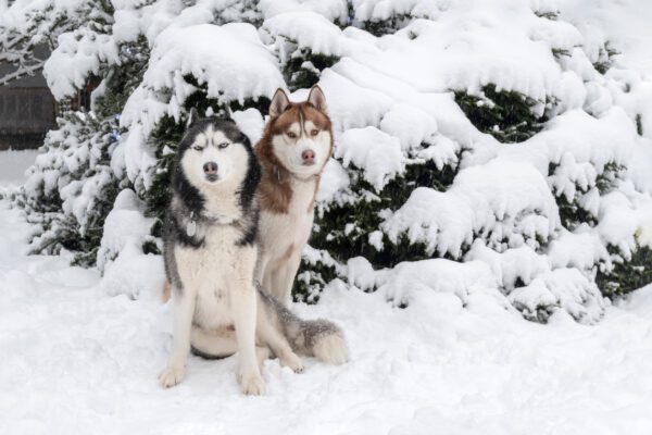 Husky Dogs Sitting In The Snow