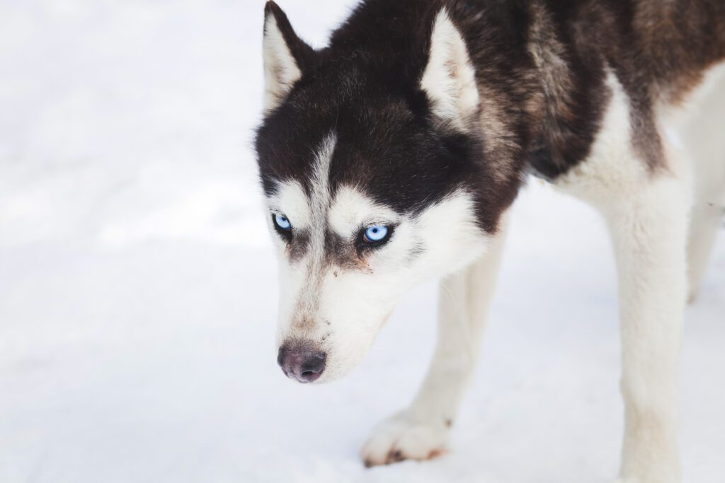 How to Adopt a Husky in West Virginia