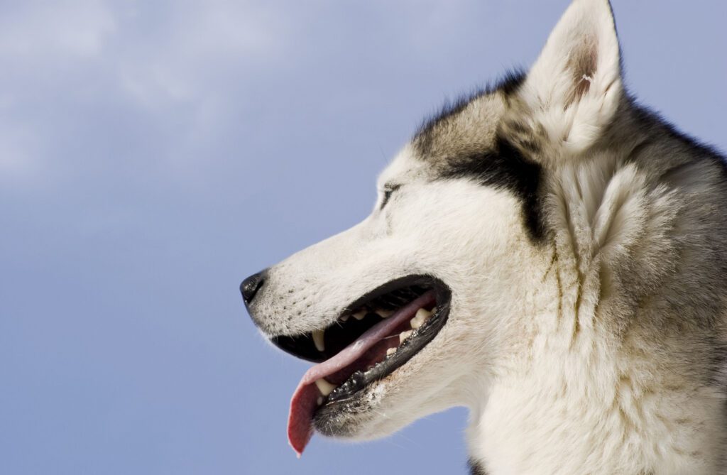 How to Adopt a Husky in North Carolina