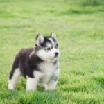 Husky Puppies for Sale