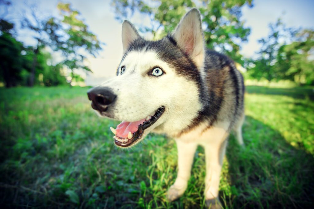 How to Adopt a Husky in Rhode Island
