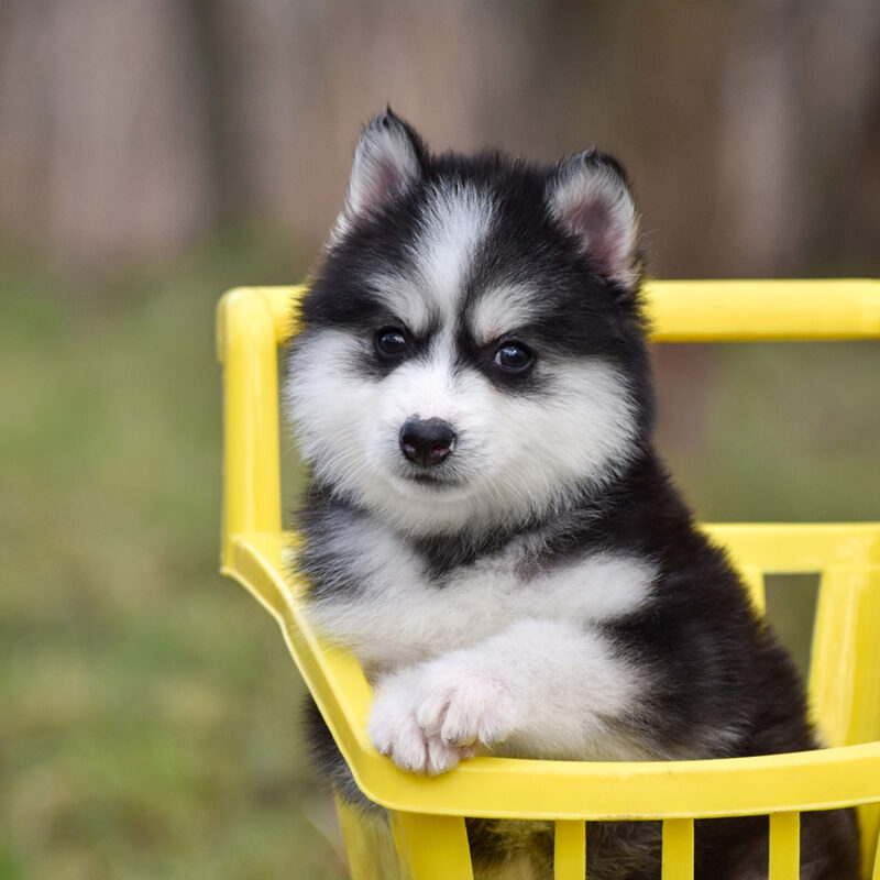 Fluffy Siberian Husky puppy and yellow cart