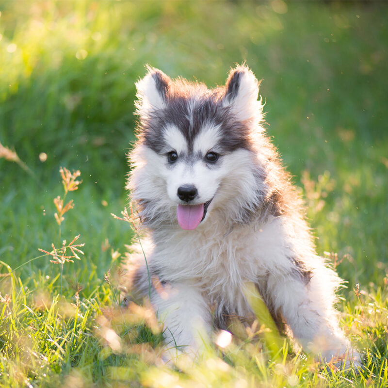 Cute siberian husky puppy on grass