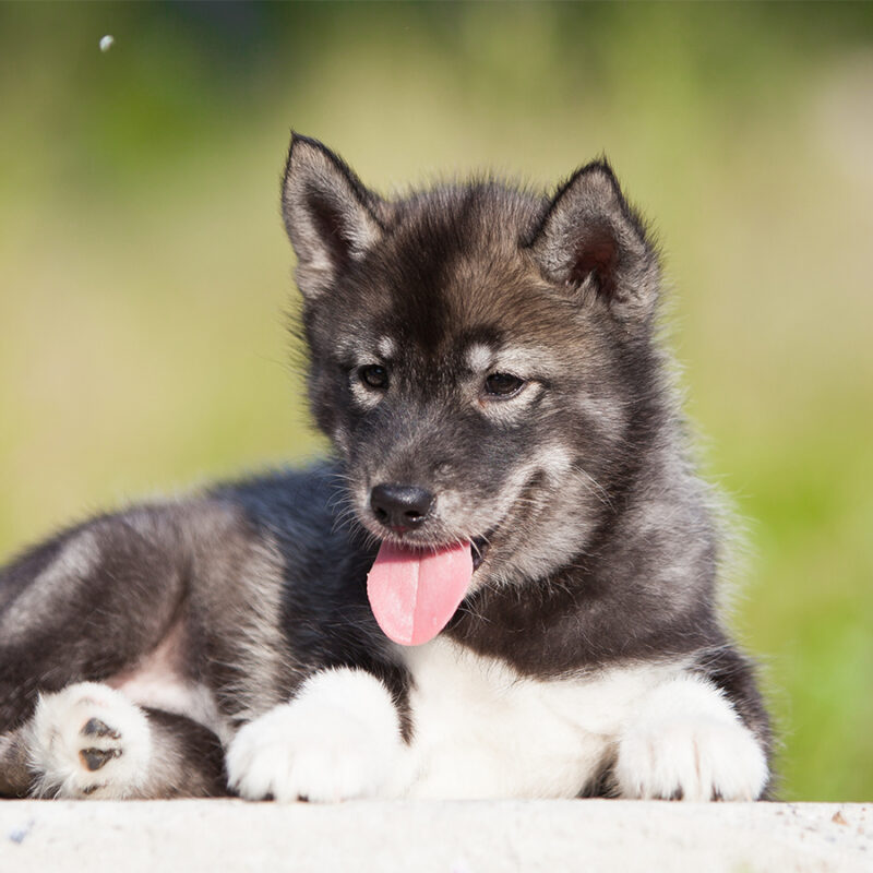 Husky puppy that looks like a wolf