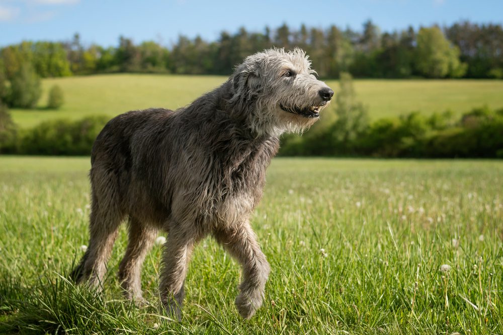 irish wolfhound walking through meadow