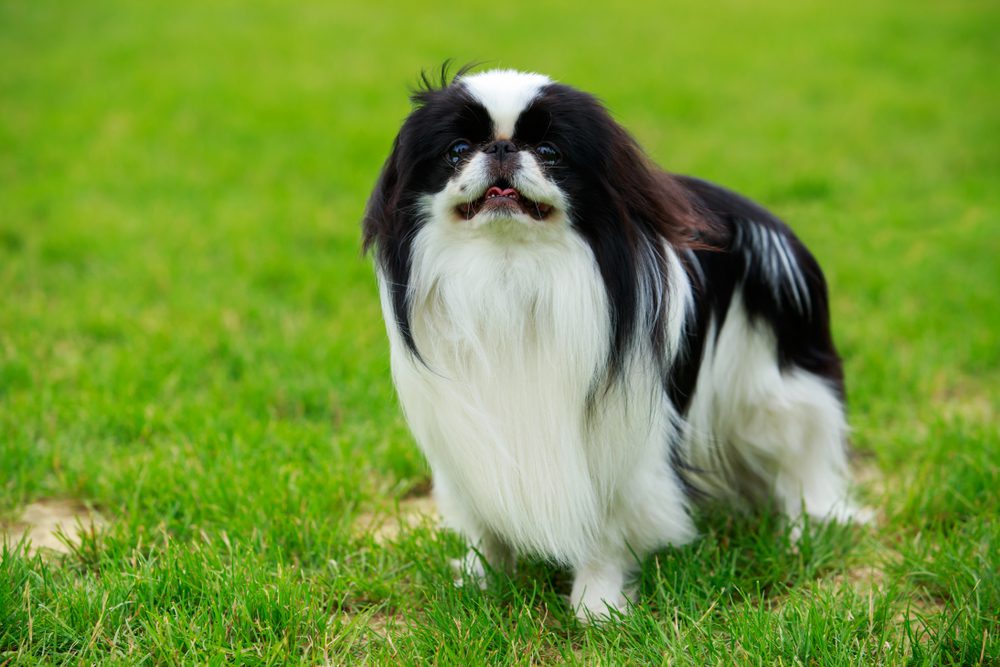 japanese chin dog standing outside happy