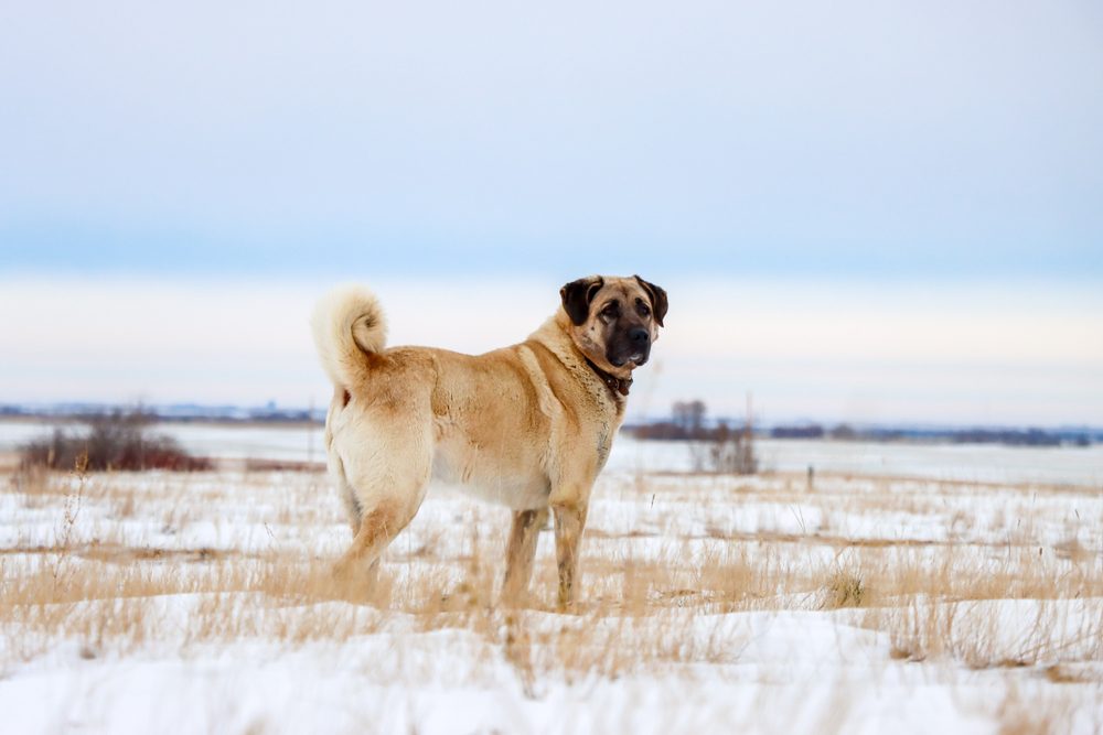 kangal shepherd dog outside in winter