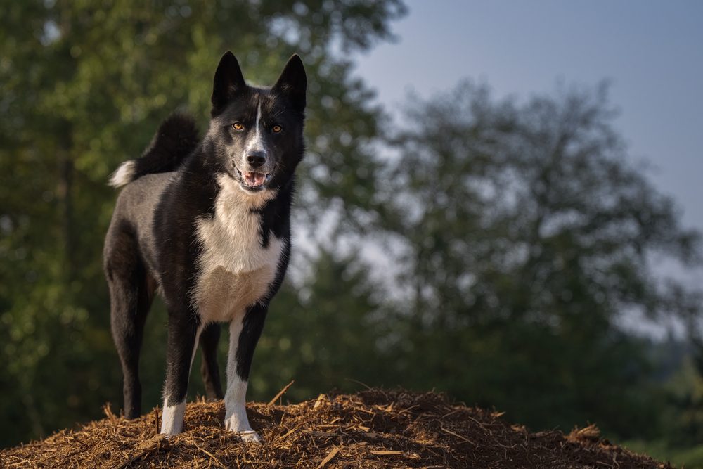 karelian bear dog on mulch