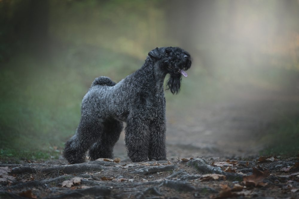 kerry blue terrier standing sideways