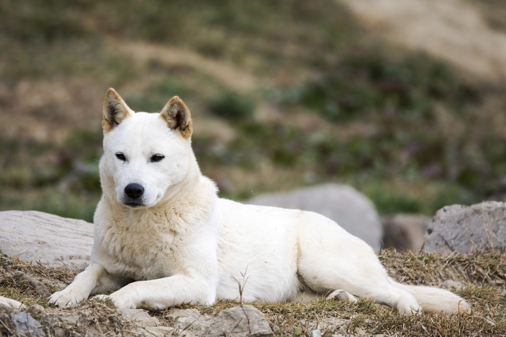 korean jindo dog lying outside