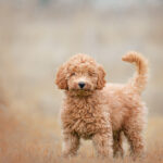 Labradoodle for Puppies Sale