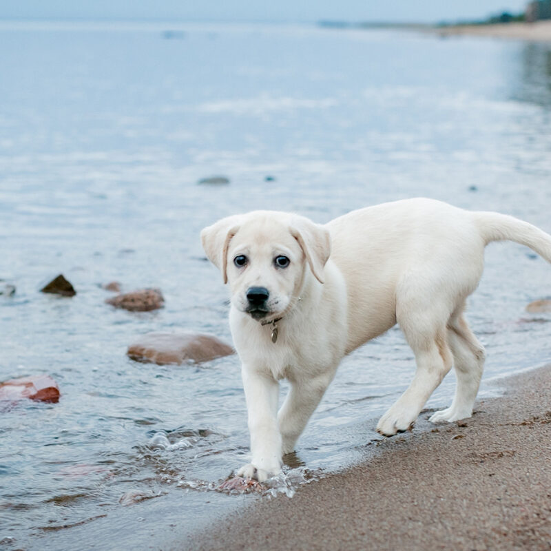 A cute Labrador Retriever puppy explores the shore of a tranquil beach, perfect for summer vacations and nature lovers