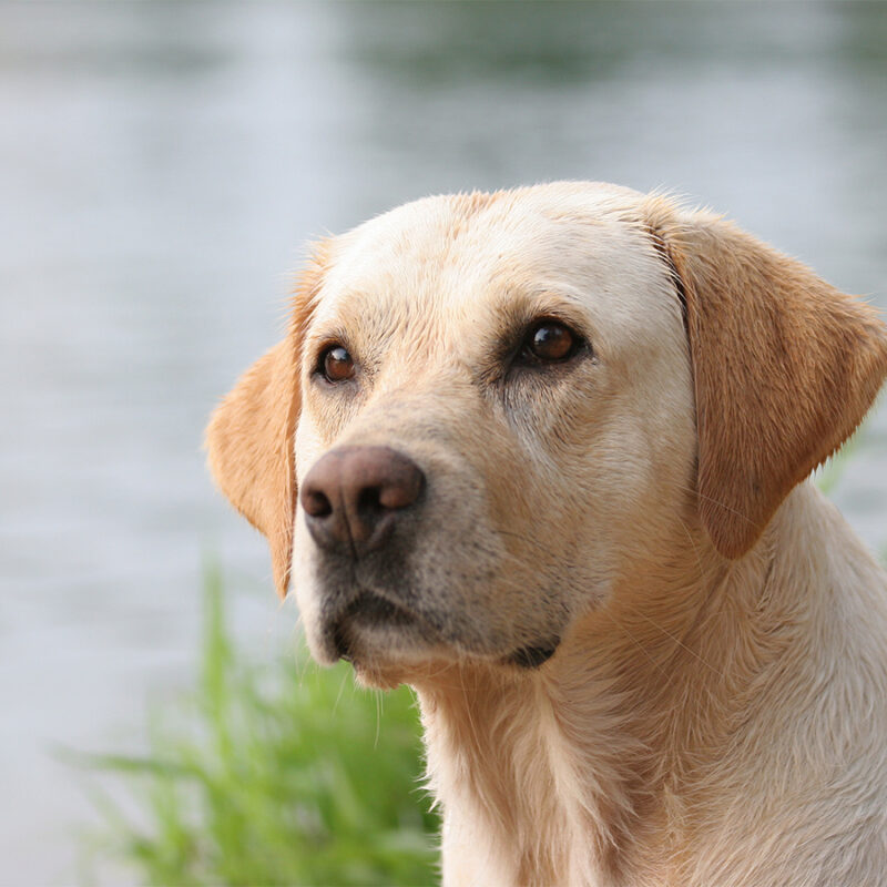 labrador retriever portrait, wet coat