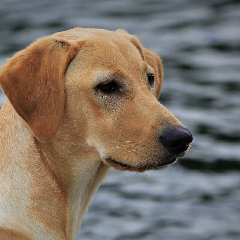 yellow labrador retriever close up