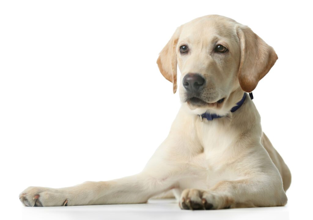 How to Adopt a Labrador Retriever in Maryland