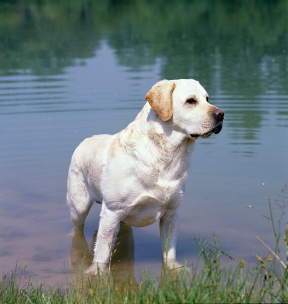 Labrador Retriever Isolated On White Background