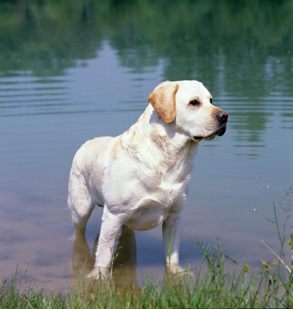Labrador Retriever Isolated On White Background