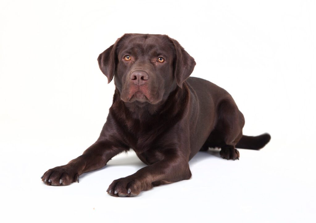 How to Adopt a Labrador Retriever in Arkansas