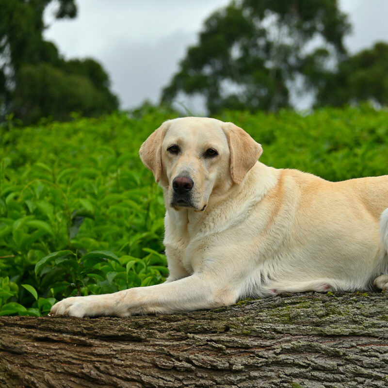 Labrador Retriever Main 1