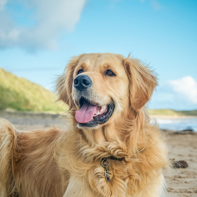 Labrador Retriever Main 2