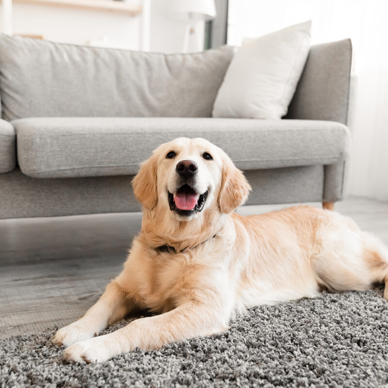 Labrador Retriever Main 3