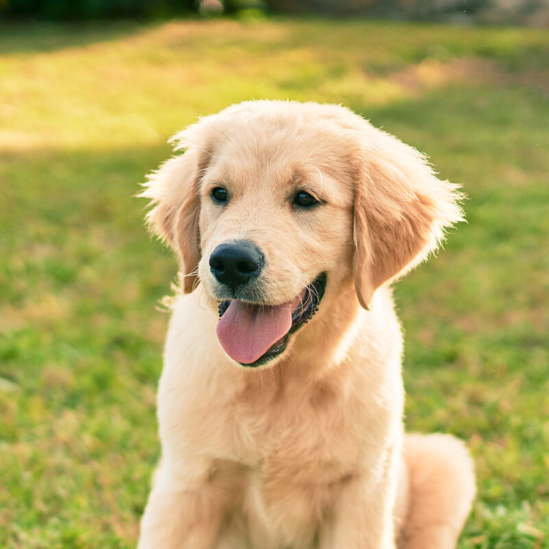 Labrador Retriever Main 4