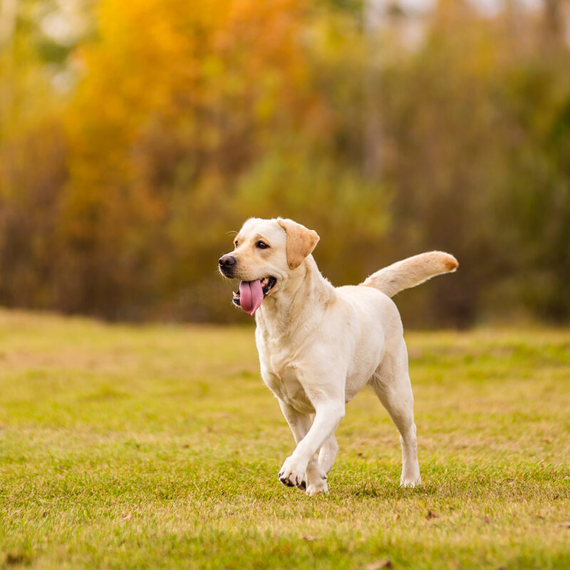 Labrador Retriever Main 5