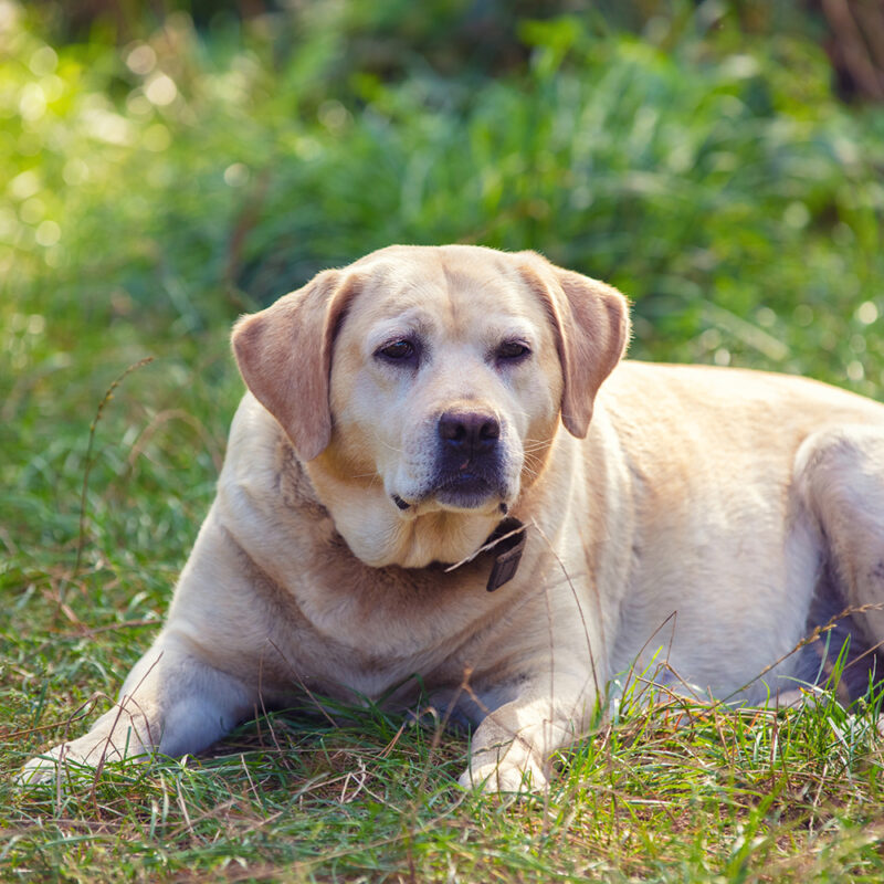 Labrador Retriever Main 6