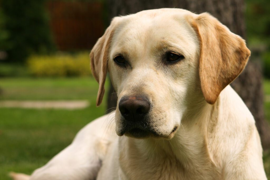 How to Adopt a Labrador Retriever in Tennessee
