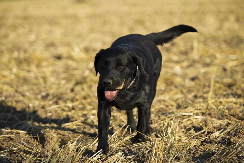 How to Adopt a Labrador Retriever in Massachusetts