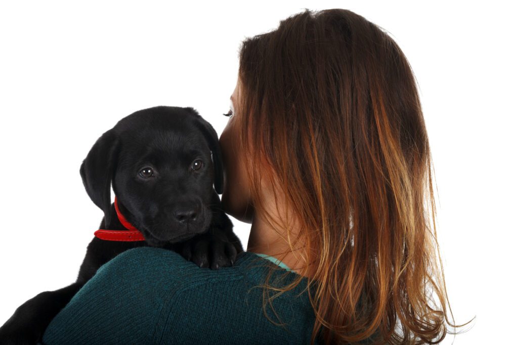 Labrador Retriever Puppy With Woman