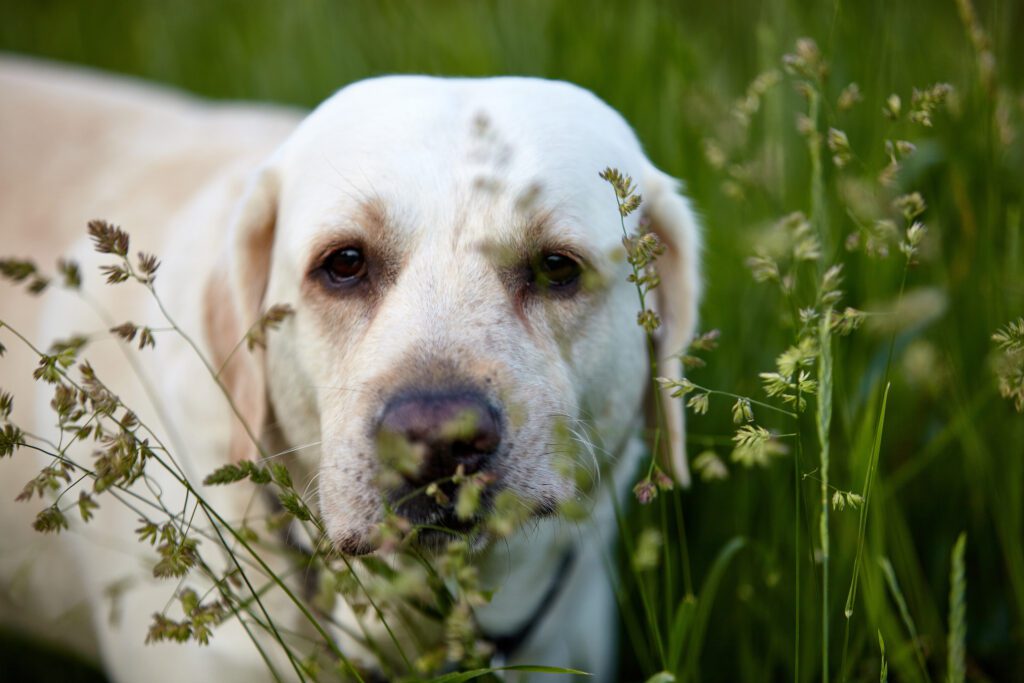 How to Adopt a Labrador Retriever in Oklahoma