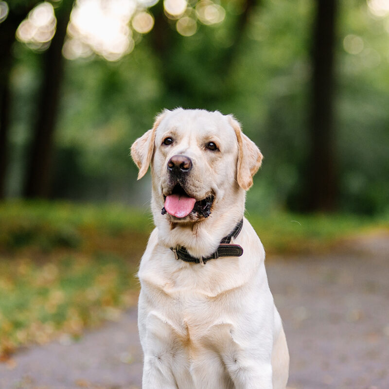 Labrador Retriever Texas 1
