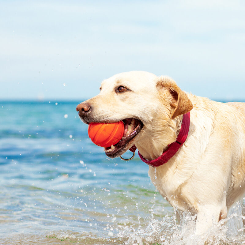 Labrador Retriever Texas 2