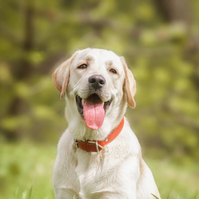 Labrador Retriever Texas 3