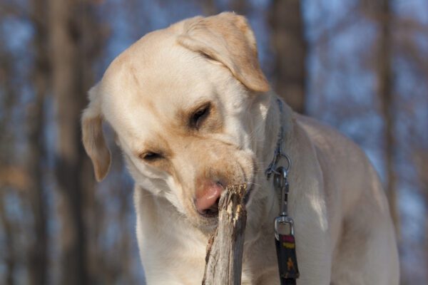 Labrador Retriever With A Stick In Its Mouth