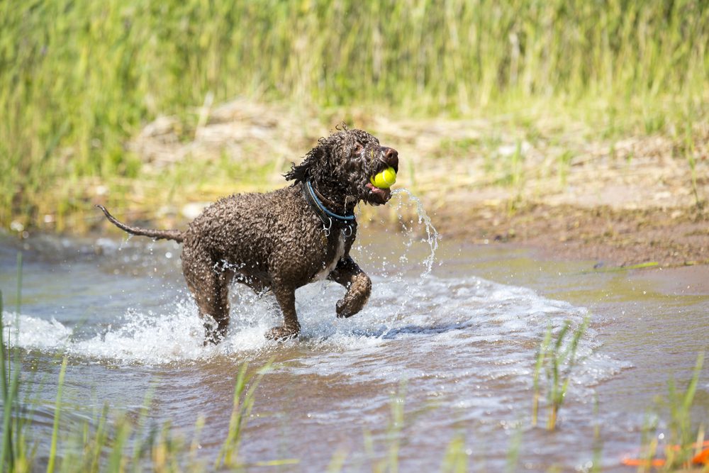 lagotto romagnolo with tennis ball