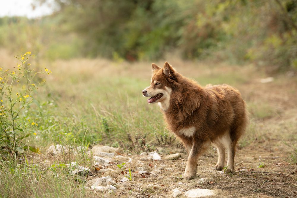 lapponian herder standing among nature