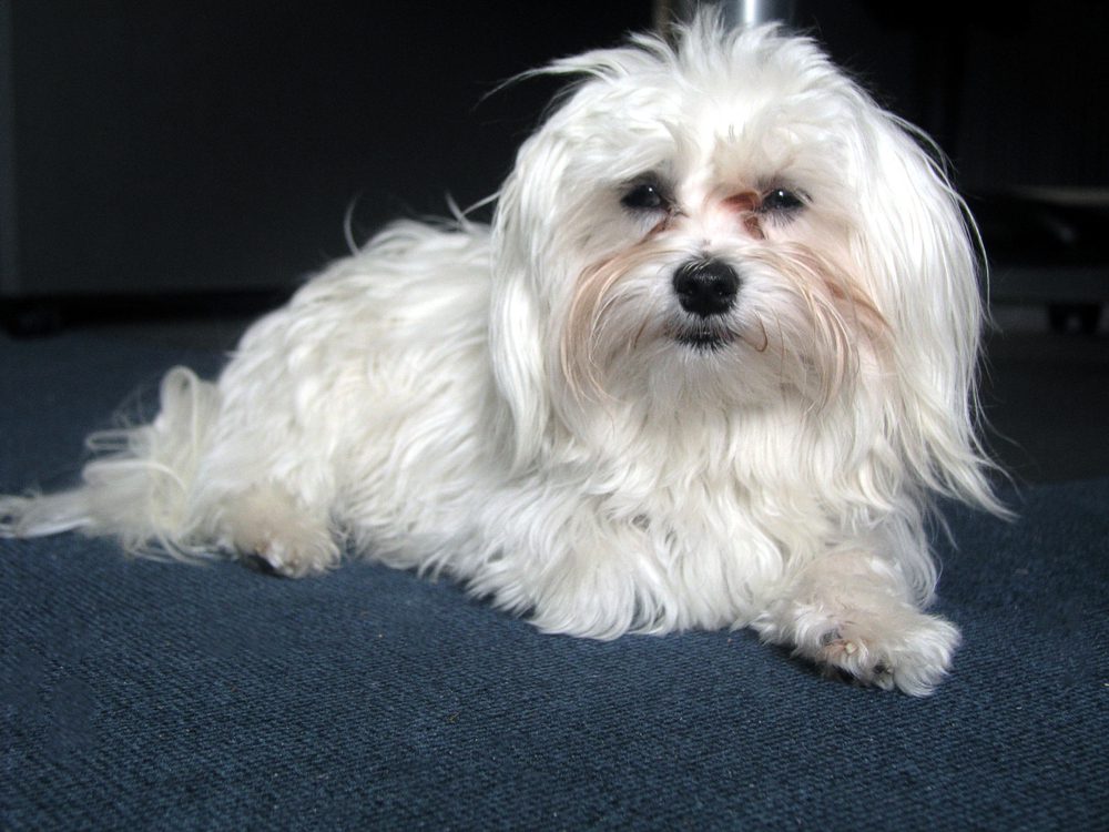 maltese