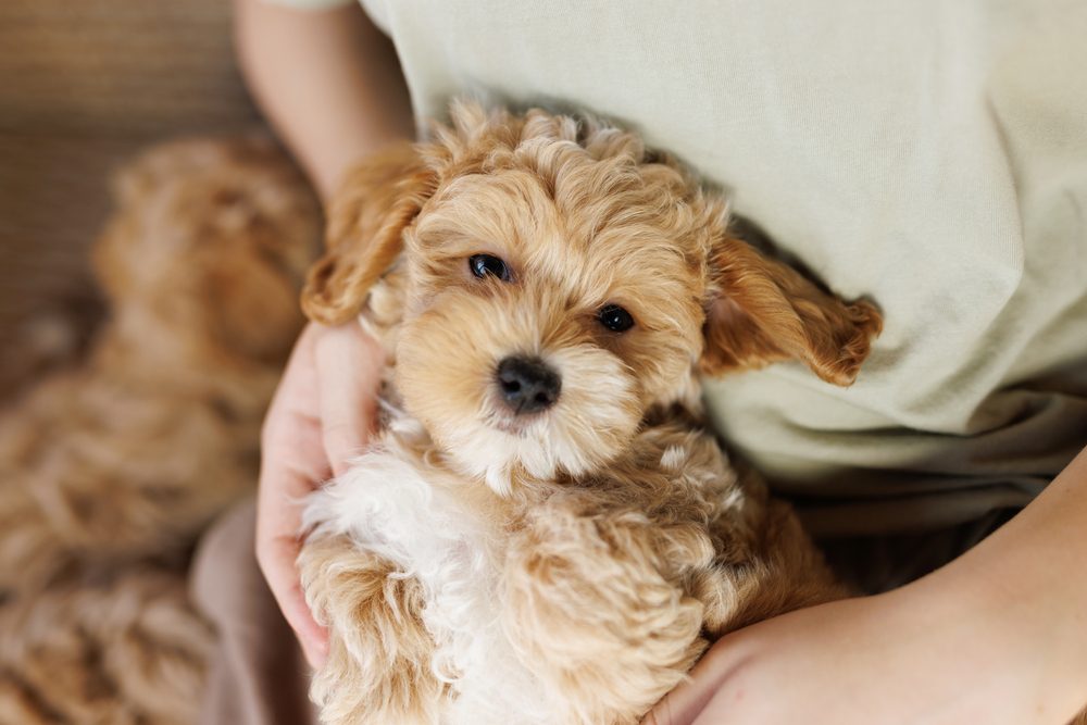 maltipoo on owner’s lap