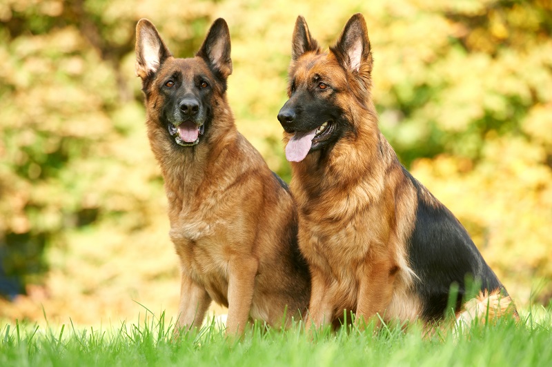 The German Shepherd