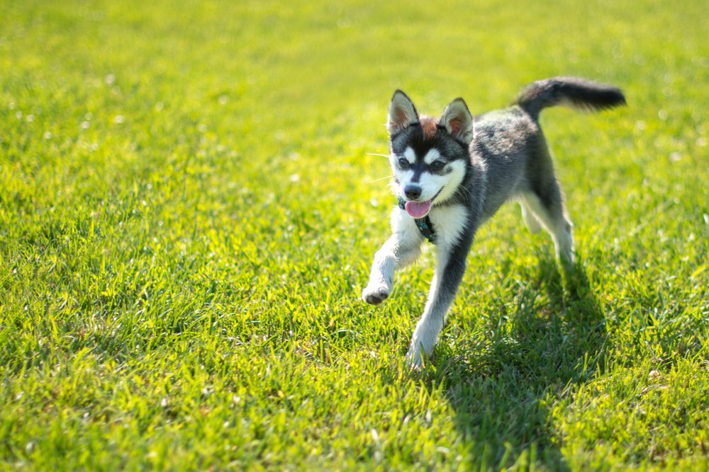 mini husky playing outside