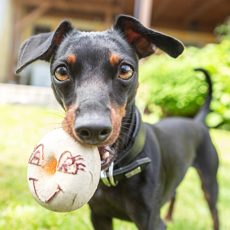 Funny and cute portrait of a miniature pinscher dog looking curiously into the camera and holding a smiling dog toy in it´s mouth