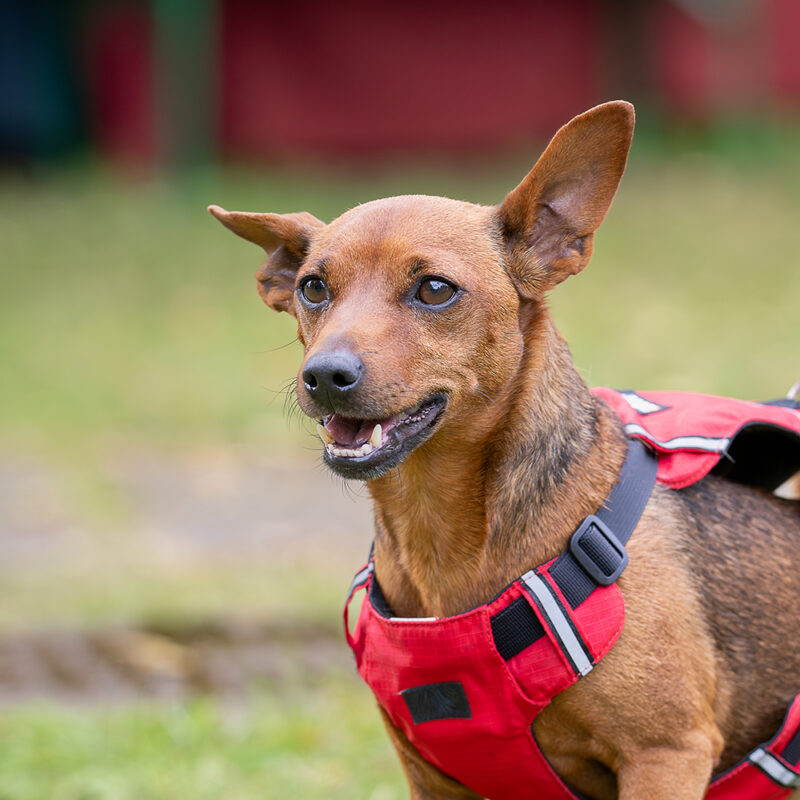 Miniature Pinscher Main 2