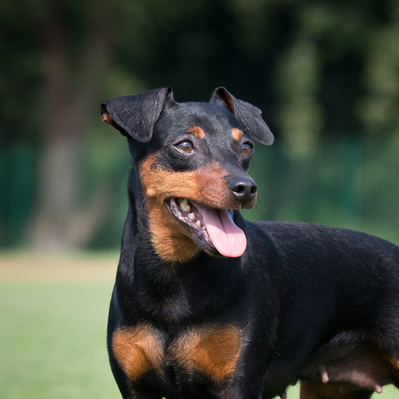 Miniature Pinscher Main 3