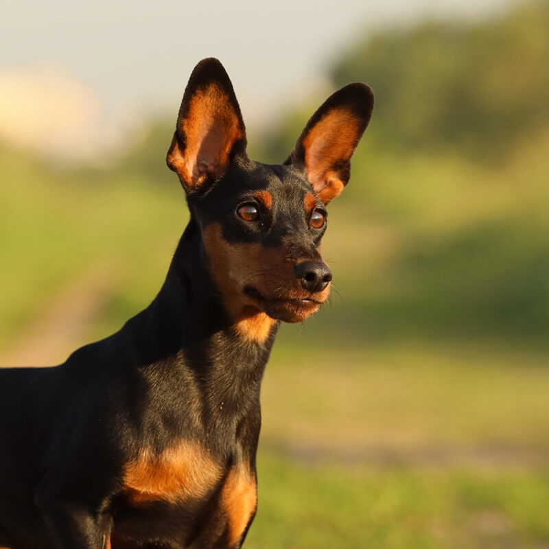 Miniature Pinscher Main 4